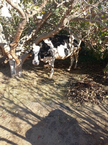 ala inek: Dişi, il: 1, Südlük