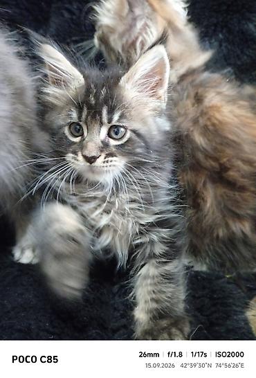 слив казанской пантеры: Мейн-Куны 🥰🥰🥰. Продаются котята Рысята ♥️ Чистокровные, Шикарные — 1