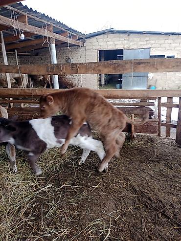 Коровы, быки: Продаю | Бык (самец) | Для разведения | Племенные — 9