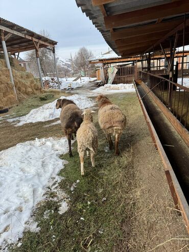 Бараны, овцы: Продаю | Баран (самец) | На забой — 12