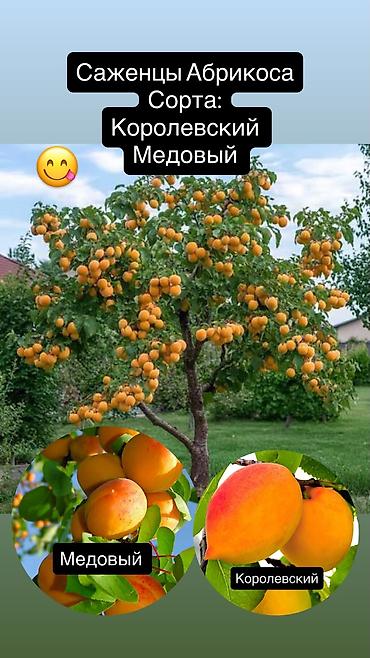 Другие декоративные деревья: Продаются плодовые все виды деревьев яблоня,персик,груша,слива итд а — 11