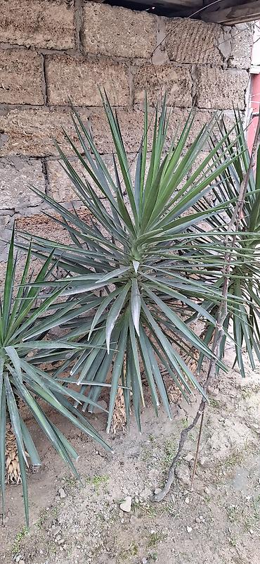 roza: Yucca filamentosa (yucca, dekorativ kollar) - Bitki növü: Həmişəyaşıl — 1