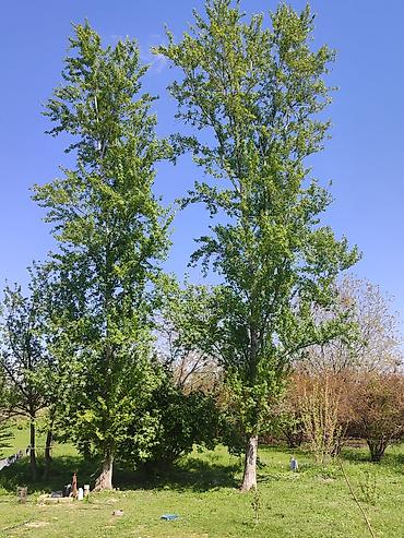 hilba bitkisi nedir: Ağcabədi rayonu – 2 ədəd hündür qovaq ağacı satılır 🌳 Ağcabədi — 6