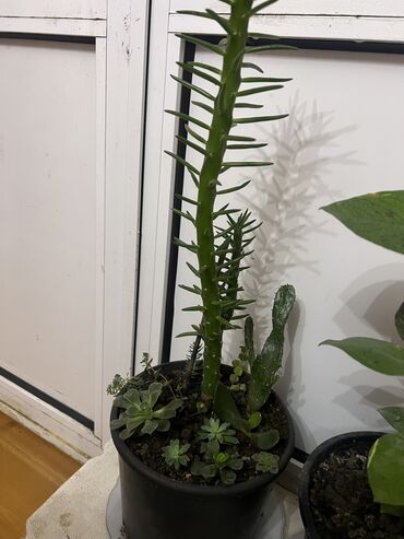 Otaq bitkiləri: Her nov guler var endirimnen verecem Gencedi istiyen yazsin satiş -da lalafo.az — 46 Otaq bitkiləri: Her nov guler var endirimnen verecem Gencedi istiyen yazsin satiş — 46