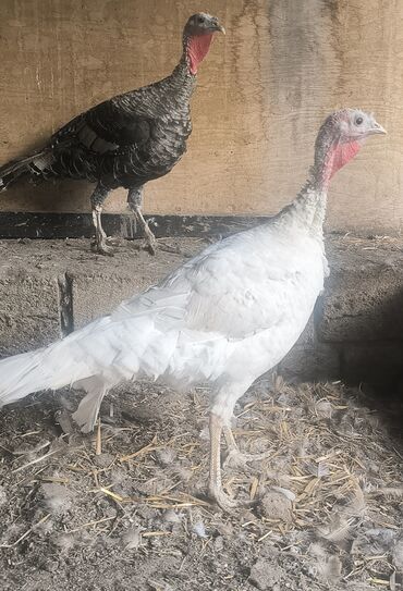 4 dənə dişi hinduşka satılır. cavan 1 illik heyvanlardı. hamsın alana