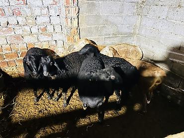 Баран, овца: Продаю | Баран (самец), Ягненок | Арашан, Гиссарская | На забой, Для разведения | Осеменитель, Племенные — 6
