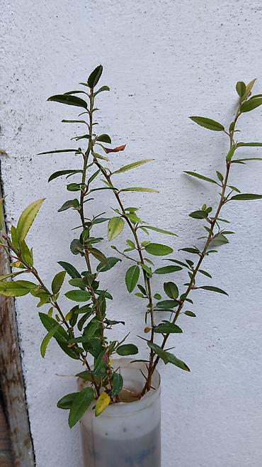 физалис купить: Пироканта (Pyracantha) — декоративный кустарник оранжевыми кустк — 3