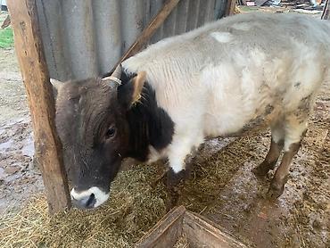 Коровы, быки: Продаю | Бык (самец) | Швицкая | На откорм | Племенные — 4