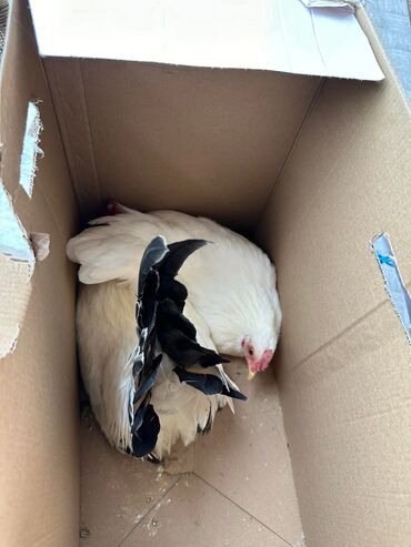 Куры, петухи: Продаю | Петух, Куры — 6