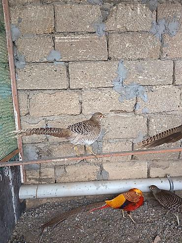 almaz qırqovul: Dişi limon qırqovul 4 illik metrolara çatdırılma var — 1