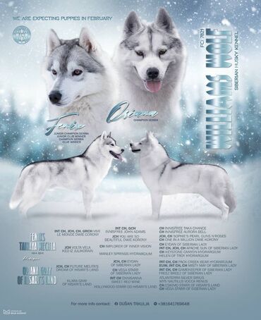 kratke killah: Prelepi štenci Sibirskog Haskija izložbenog potencijala slobodni za