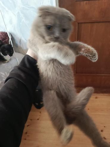 Pişiklər: Şotland — 1