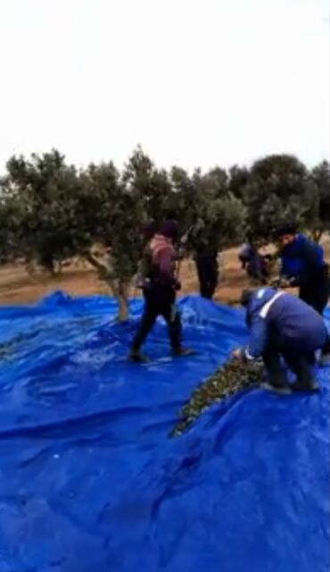 Tikinti ixtisasları: Zeytun yığımına işçi axtarılır. - İş növü: zeytun yığımı - Ödəniş