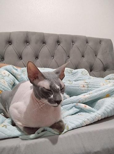 отдам котят бишкек: Сфинкс, 10 месяцев, Мальчик — 2