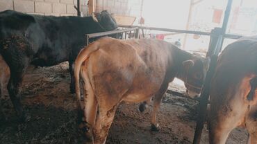 животные корова: Продаю | Тёлка | На откорм, Для разведения, Для молока