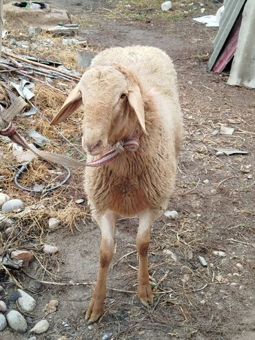 Бараны, овцы: Продаю | Овца (самка) | Для разведения | Матка — 2