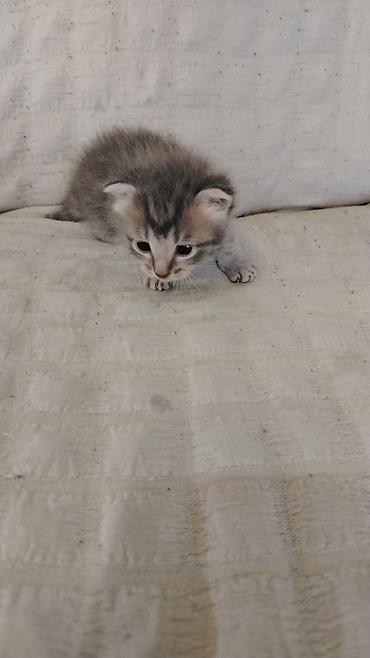 Кошки: Самка, Самовывоз — 1