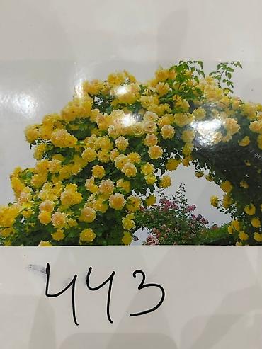 Роза: Саженцы — 8