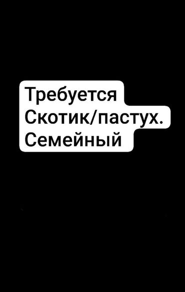 ищу чабан: Требуется Пастух, Оплата Ежемесячно