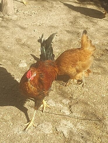 Toyuqlar: Toyuq, Ətlik, Ünvandan götürmə -da lalafo.az — 19 Toyuqlar: Toyuq, Ətlik, Ünvandan götürmə — 19