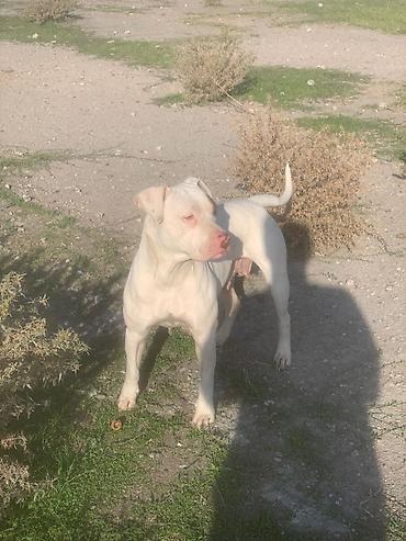 Продажа собак: Питбуль, 1 месяц, Самец at lalafo.kg — 10 Продажа собак: Питбуль, 1 месяц, Самец — 10