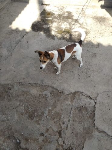 купить собаку: Собака даром: 5 лет, Самка