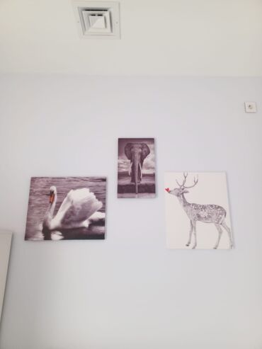 Şəkillər, tablolar: Her biri 10 azn — 13