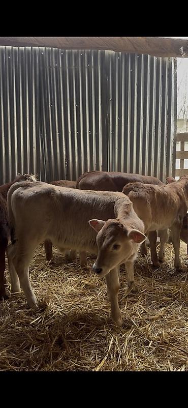 Dana, buzov: Satışda: dana balaları - Növ: yerli cins ətlik/südlük istiqamətə — 3