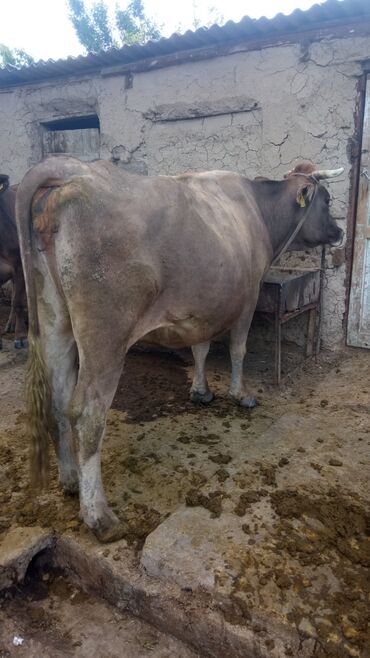 бык герафорд: Продаю | Корова (самка) | Алатауская | Для молока | Племенные, Искусственник
