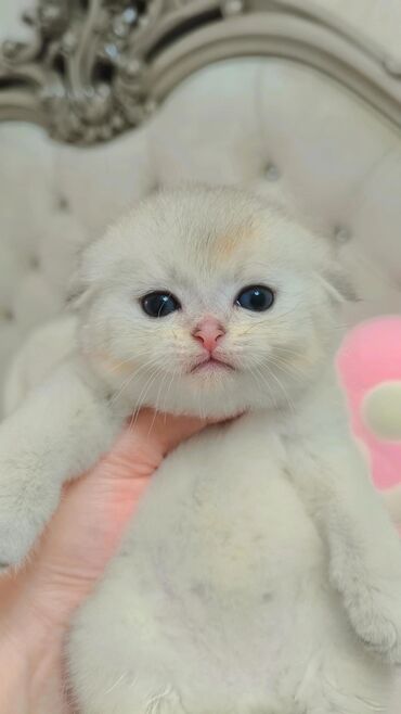 бокс для животных: Скотиш Фолд (Шотландиялык шалпаң кулак), 1 айлык, Эркек, Күмүш өңдүү шиншилла, Лотокко барууга үйрөтүлгөн, Курттардан тазаланган