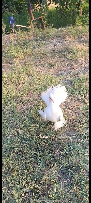 ordek yumurtası satışı: Cins: Paun (quyruğu yelpik kimi açılan) göyərçinlər Rənglər: - Tam — 2