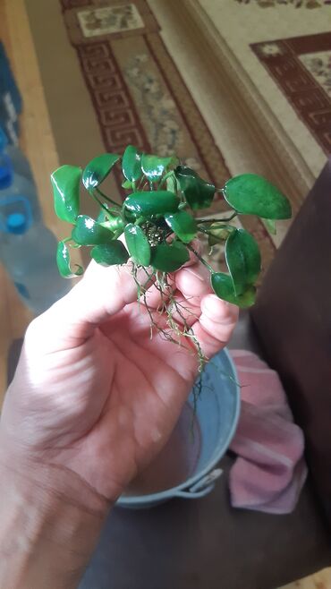 zefir bitkisi: Anubias Nana bitkisi. Bu, akvariumlar üçün uyğun olan, baxımı asan bir