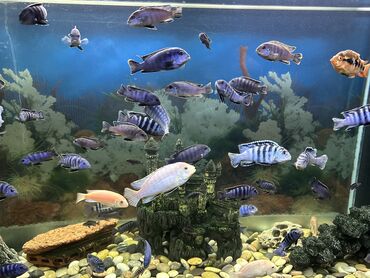 Akvariumlar: Balıqlar və akvariumda satılır