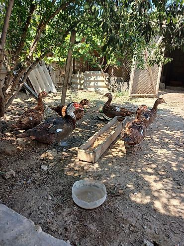 pekines ağ: Muscovy (hinduşka ördəyi) ördəkləri satılır. - Rəng: əsasən qəhvəyi — 4