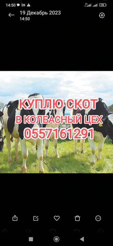 кушетки купить: Куплю | Коровы, быки, Лошади, кони | Круглосуточно, Любое состояние, Забитый