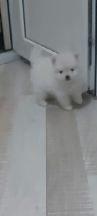 İtlər: Şpitz, 1 ay, Erkek — 8