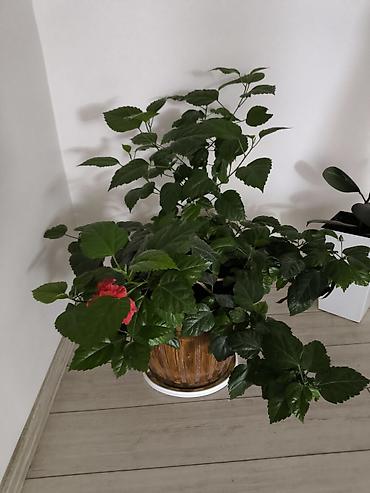 продать мёд: Продаю китайскую розу — 2