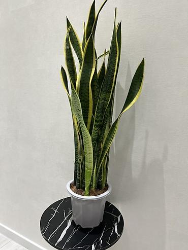 Драцены и Сансевиерии: Адаптированные пересаженные в горшках. Сансеvierия (Sansevieria — 25