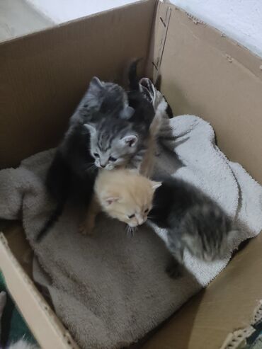 скоттиш страйт шотландская прямоухая кошка: Кошка даром: Беспородная, 2 месяца, Мальчик