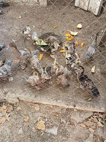 ordey satisi: Evden kocuruk deyene satiram hamisini . tek tek satmiram . Muscovy — 3