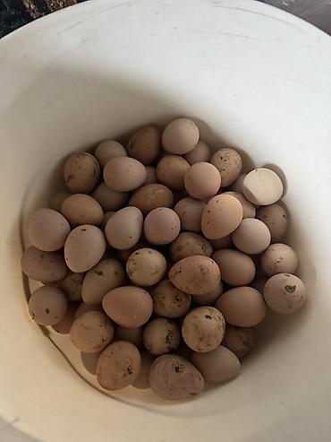 bitki toxumlarinin satisi: Firəng quşu (Səbzi) yumurtası satılır.Yumurtalar tam mayalı və təzə — 5