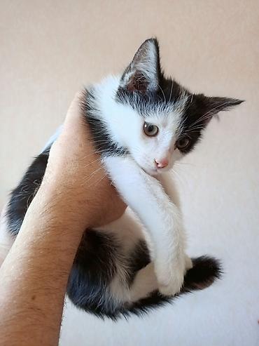 отдам даром котят бишкек: Кошка даром: Беспородная, 2 месяца, Мальчик — 7