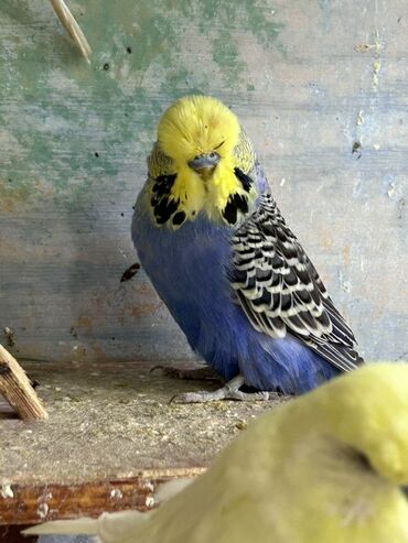 Tutuquşları: Çex və jumbo quşlar satılır Qiymətlər fərqlidir 30 azn 80 azn qədər — 8