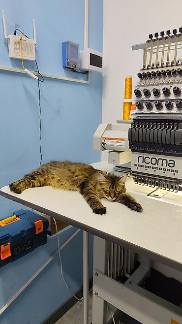 сибирские кошки: Кошка даром: Сибирская, 1 год, Девочка, С документами — 4