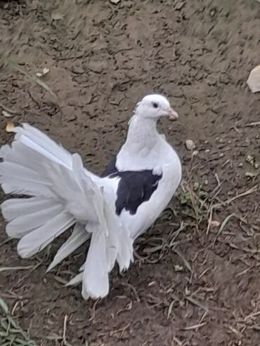 Ложки: Təsvir: - Nadir bəzək növü olan fantail (yelpik quyruqlu) göyərçinlər