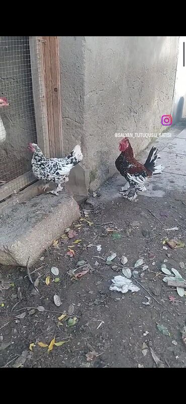 heyvan satışı tap az: Cüt şeytan pipik heyvanlardır. İki ilikdirlər. Barter mümkündü. ÜNVAN