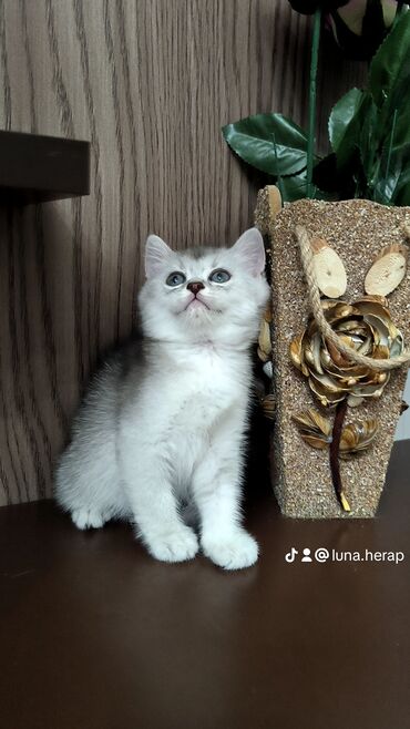 сколько стоит котенок: Erkək
