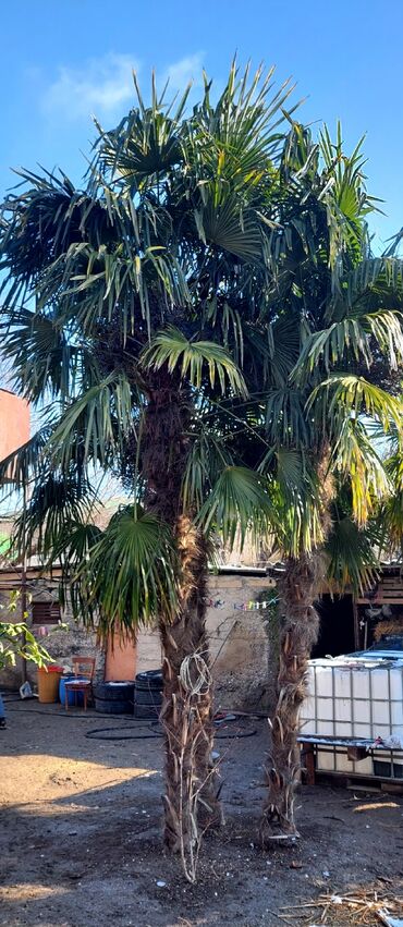 ev bitkiləri: Palma ağacları satılır hündürlüyü 5-6-7 metr ünvan:BƏRDƏ HƏR BİRİ 400