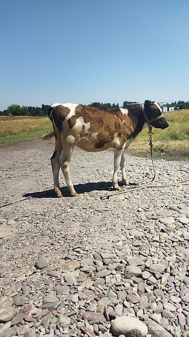 быки на племя: Продаю | Музоо, торпок | Полукровка | На откорм | Привязанные — 4