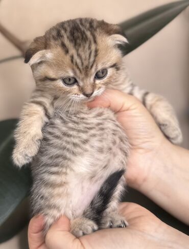 Pişiklər: Şotland — 7